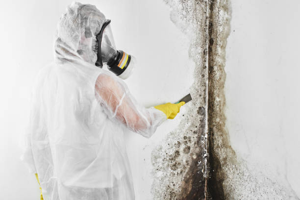 Certified Mold Removal in Leland, MS