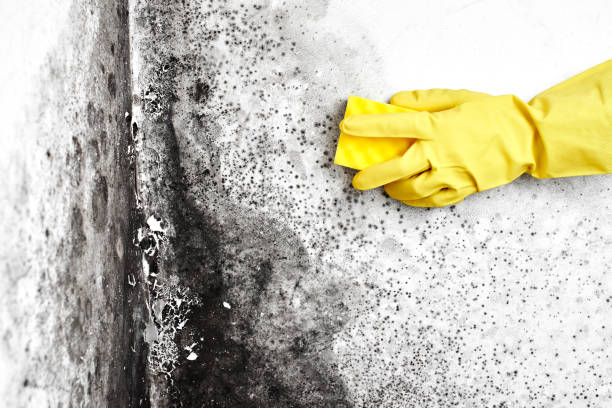 Best Fast Mold Removal  in Leland, MS