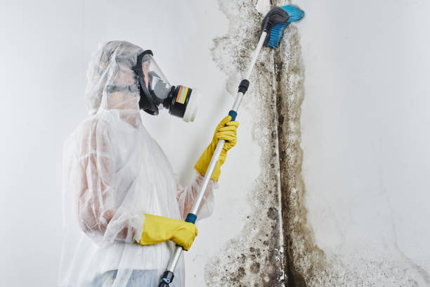Best Mold Remediation  in Leland, MS