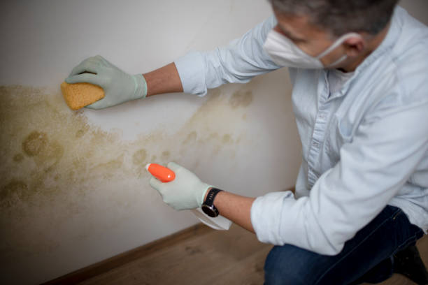 Best Mold Cleaning Services  in Leland, MS