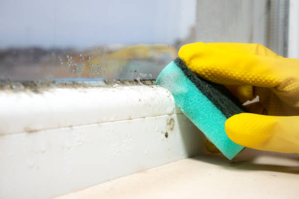 Best Crawl Space Mold Removal  in Leland, MS