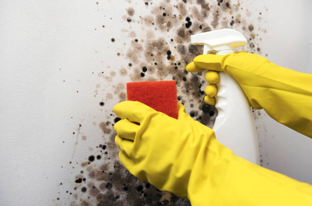 Best Mold Damage Repair  in Leland, MS