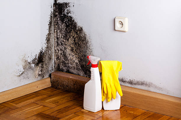 Best Crawl Space Mold Removal  in Leland, MS