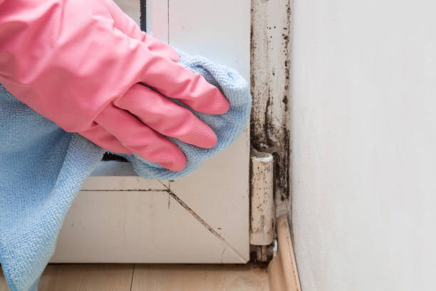 Professional Mold Removal in Leland, MS