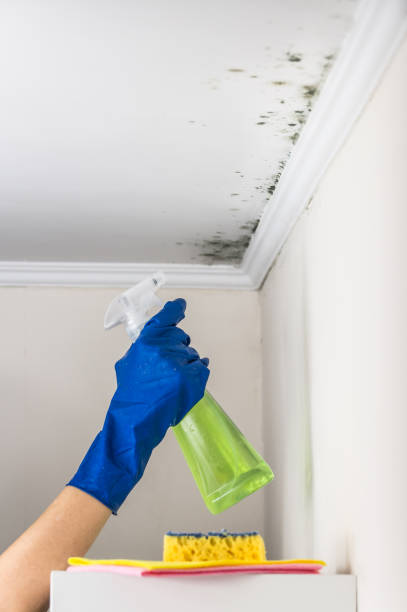 Best Same-Day Mold Removal  in Leland, MS